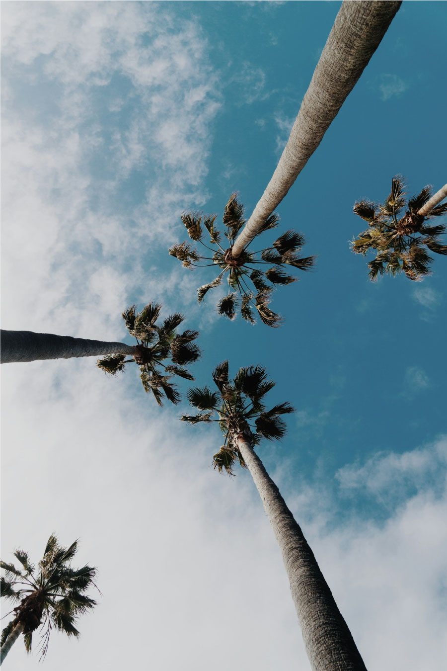 Plam trees against the sky